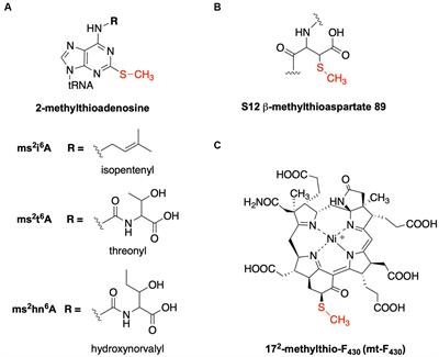 Biochemical and genetic studies define the functions of methylthiotransferases in methanogenic and methanotrophic archaea